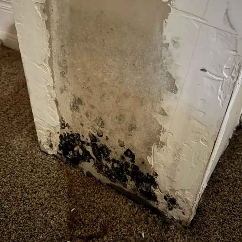 Professional Mold Removal in Congress, AZ
